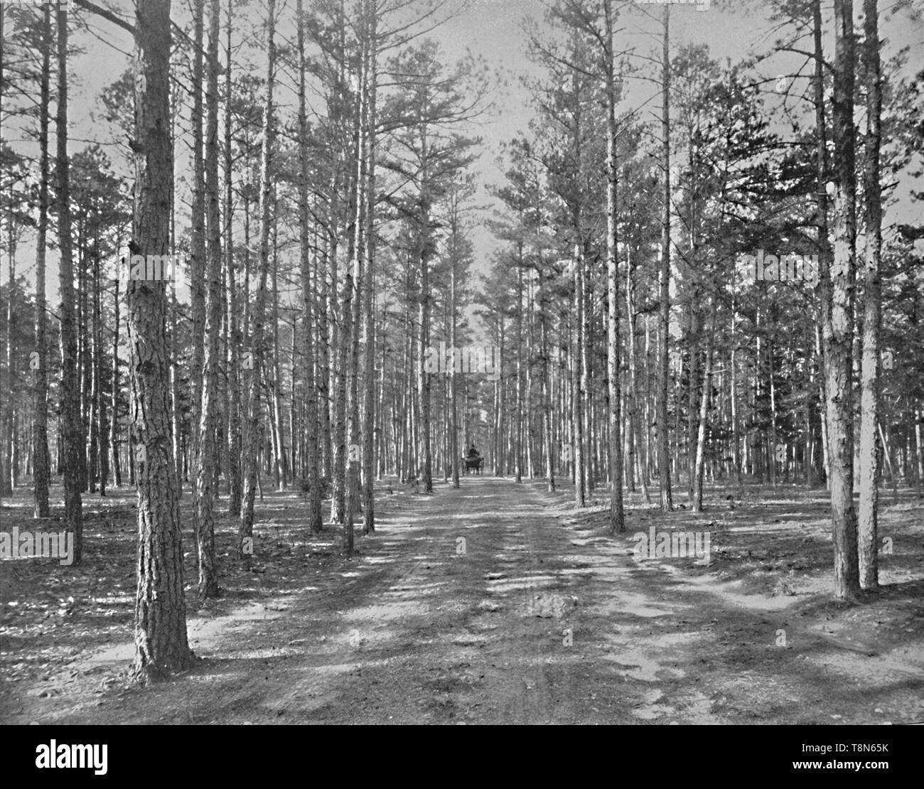 'Drive in Piney Wods Park, Lakewood, New Jersey', c 1897. Schöpfer: Unbekannt. Stockfoto