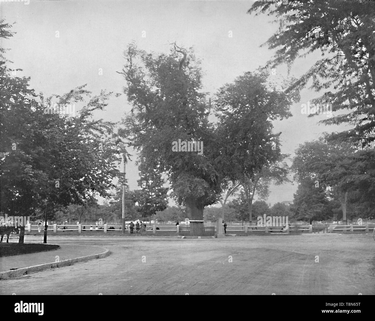 "Washington Elm, Cambridge, Massachusetts', c 1897. Schöpfer: Unbekannt. Stockfoto