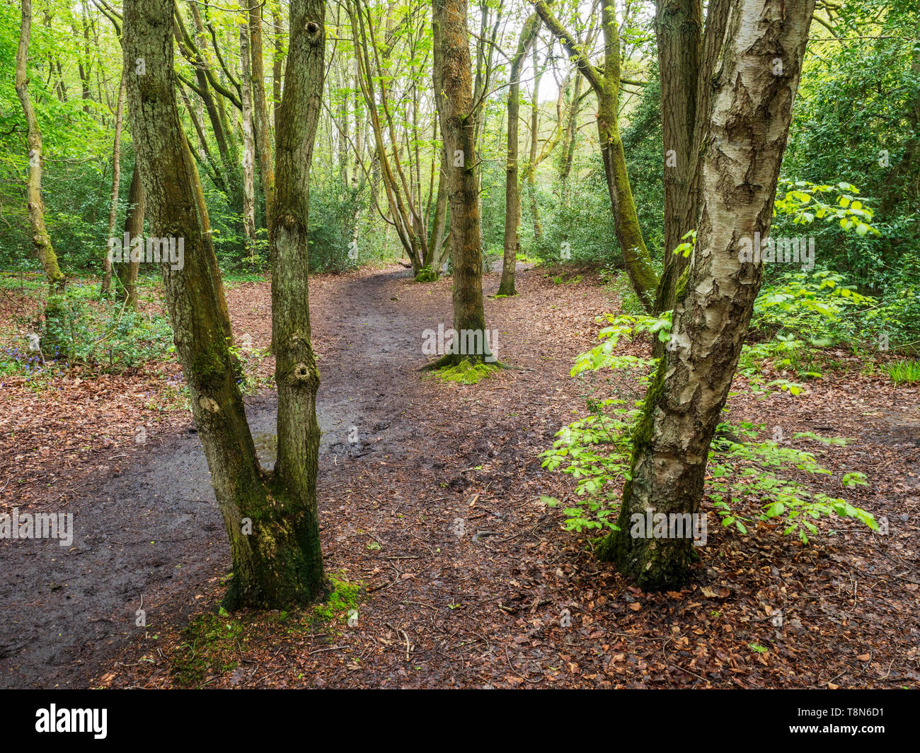 Pfad durch Feder Holz in Nidd Gorge Holz nahe Knaresborough North Yorkshire England Stockfoto