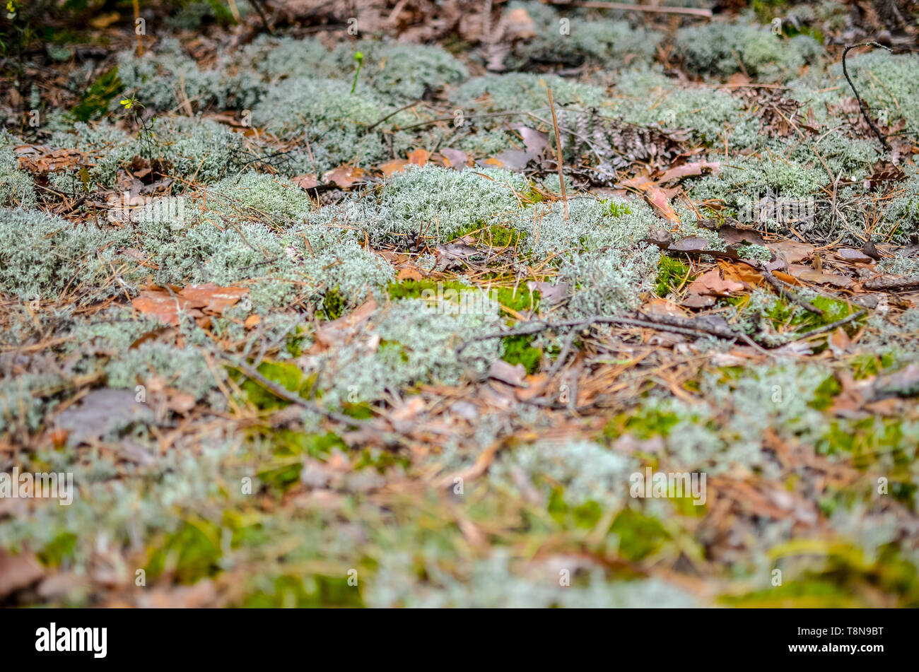 Hintergrund des Grases, Stöße und Moss Stockfoto