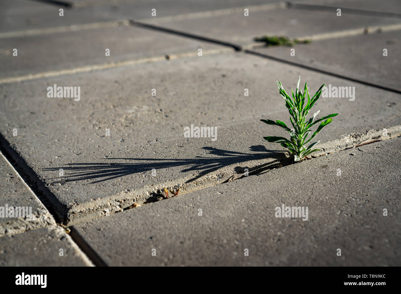 Eine Pflanze, die durch einen Riss im Beton Platten Stockfoto