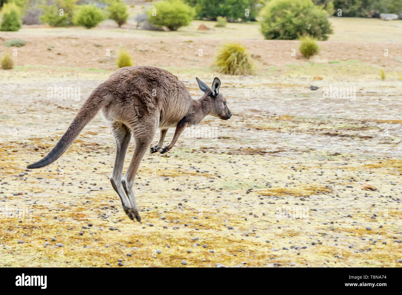 Ein Känguru hüpft frei in der Natur auf der Insel Kangaroo Island, Südaustralien Stockfoto