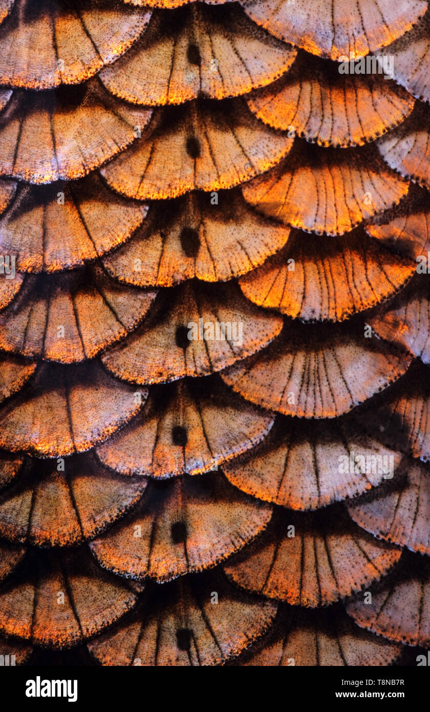 Fisch (Ide leuciscus idus) Skala close-up. Die Reihe der Seitenlinie Skalen ist sichtbar in der Mitte des Bildes. Stockfoto