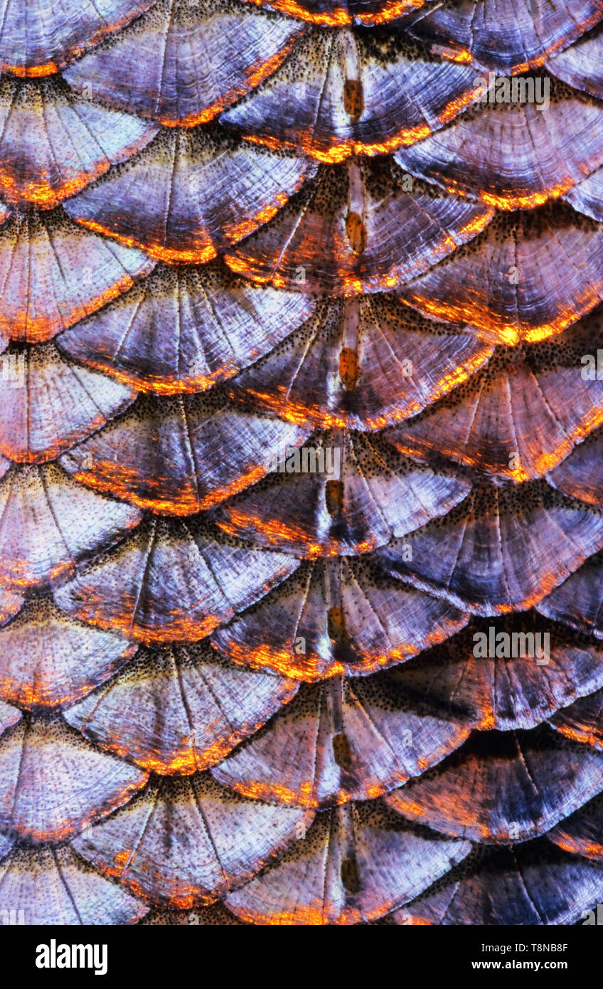 Fisch (rotauge Rutilus rutilus) Skala close-up. Die Reihe der Seitenlinie Skalen ist sichtbar in der Mitte des Bildes. Stockfoto