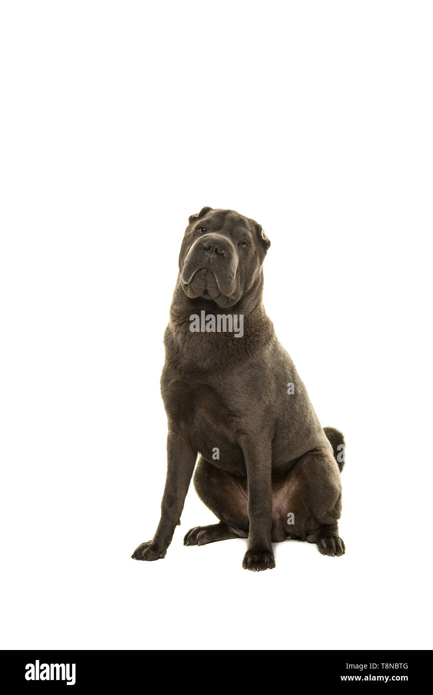 Sitzung grau Shar Pei Hund an der Kamera auf einem weißen Hintergrund suchen Stockfoto