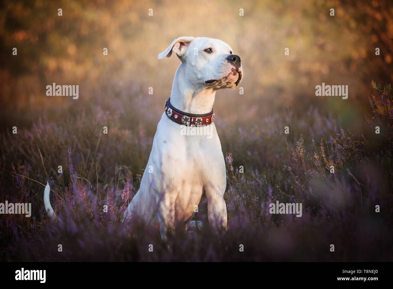 Dogo Argentino in der Heide Stockfoto