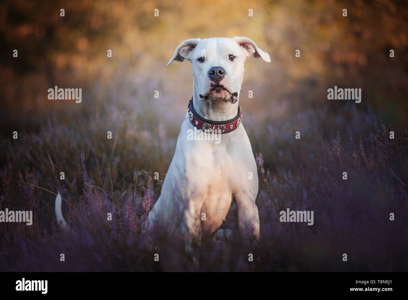 Dogo Argentino in der Heide Stockfoto
