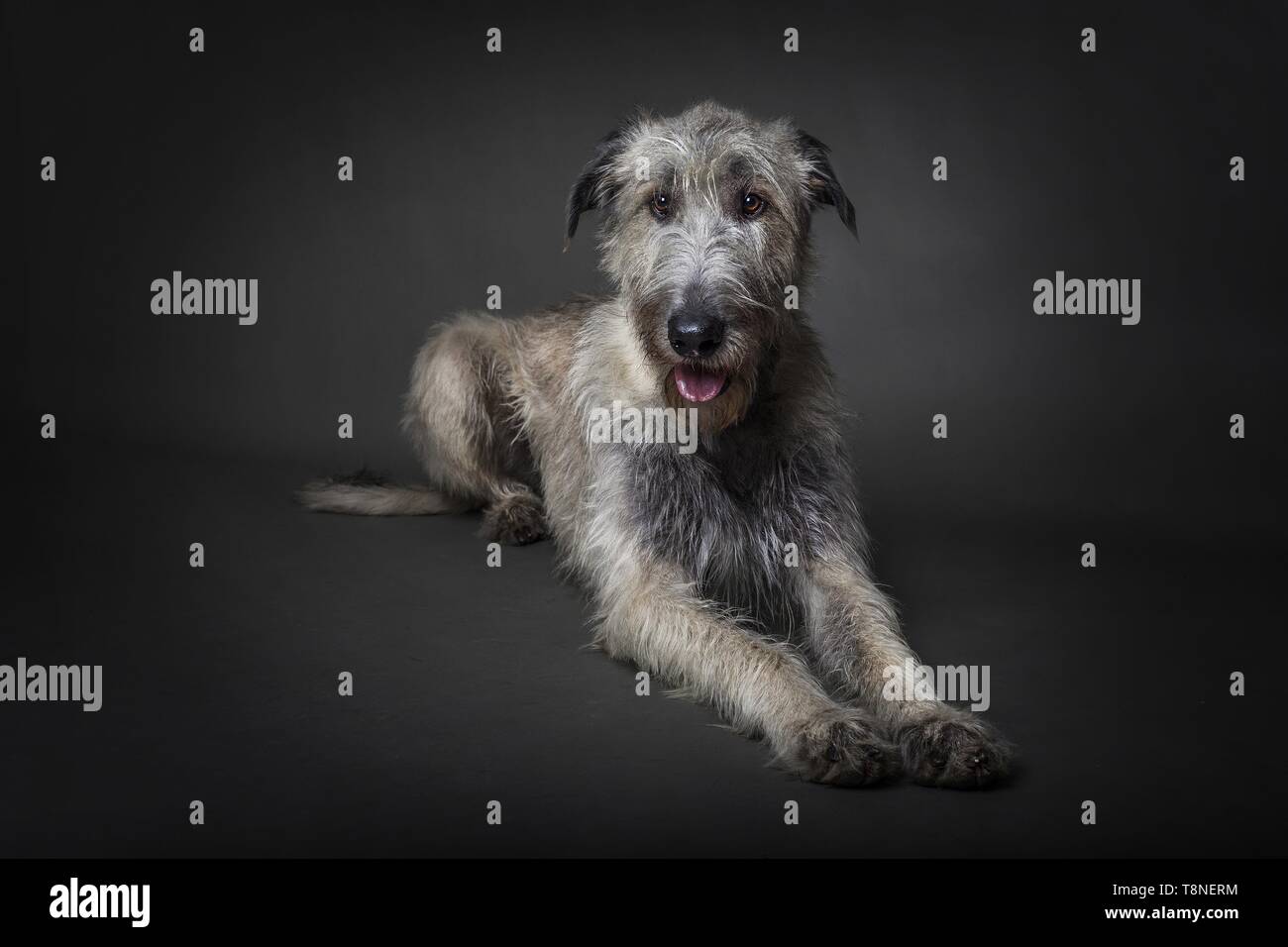 Irischer Wolfshund liegen Stockfoto