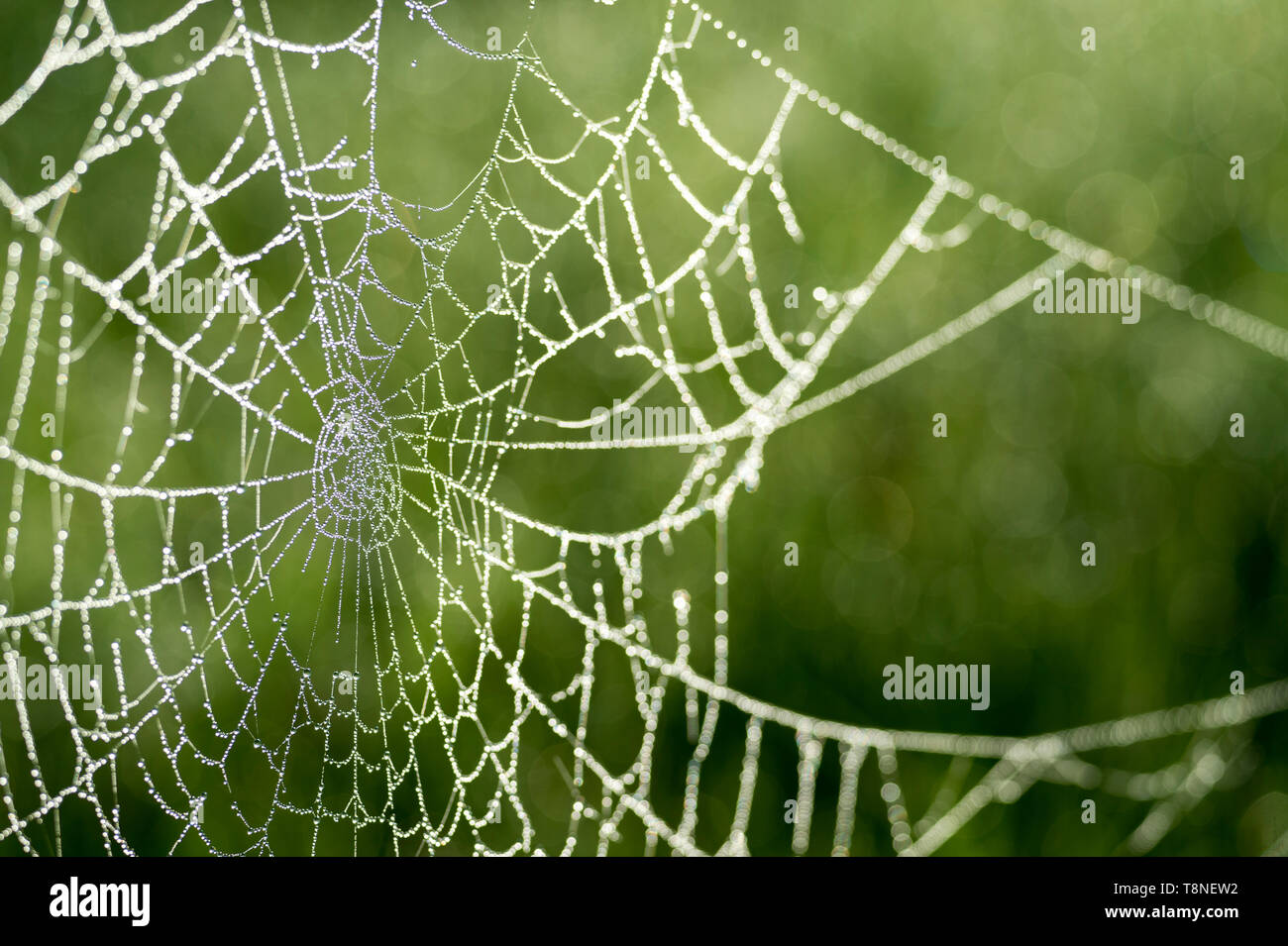 Spinnennetz Mit Tau Stockfotos und -bilder Kaufen - Alamy