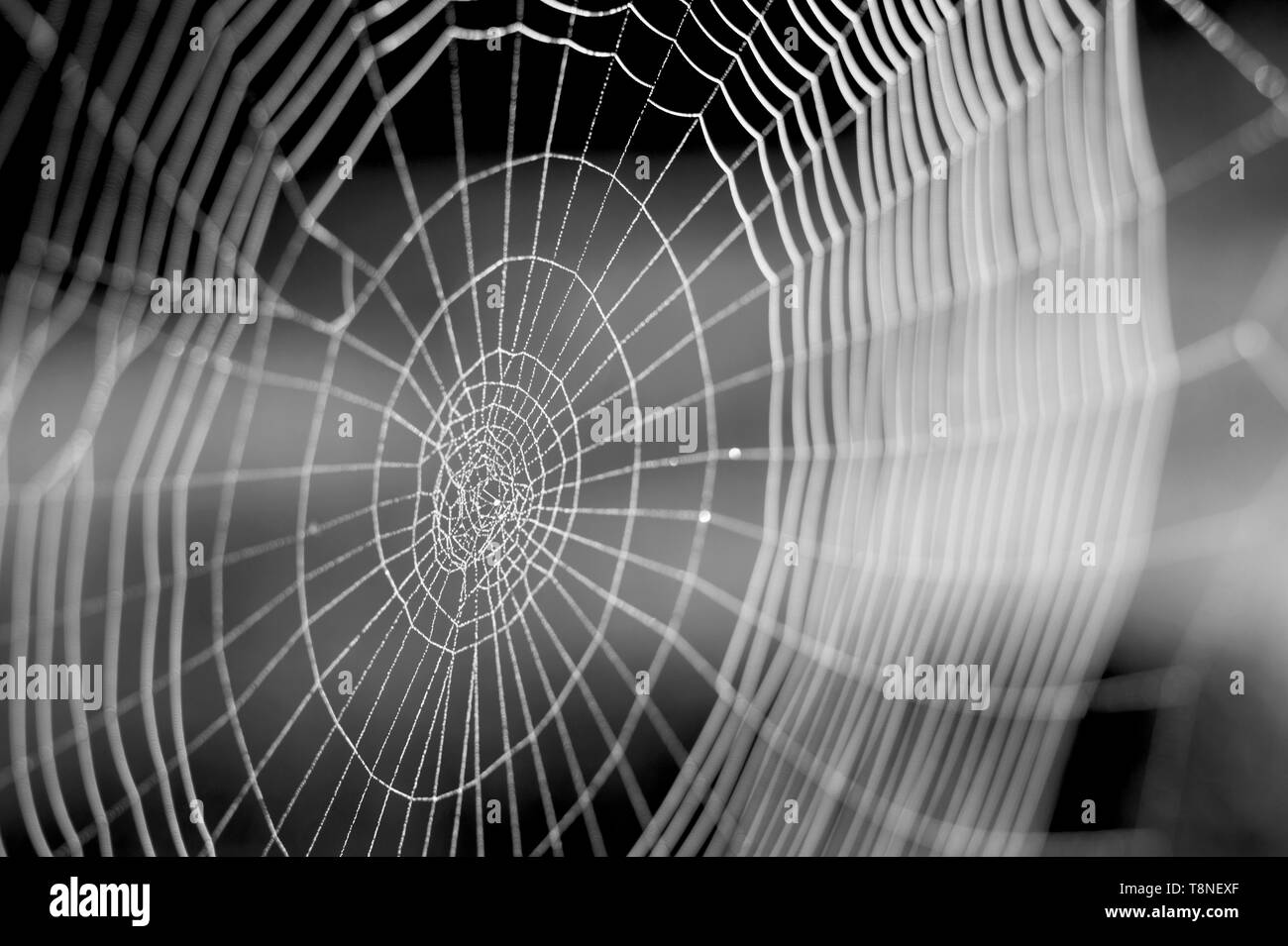 Web in Tautropfen close-up mit geringer Tiefenschärfe. Stockfoto