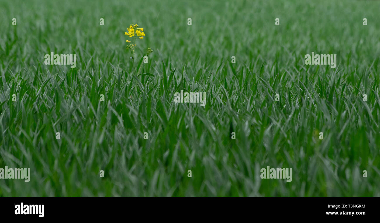 Eine einzige Raps Anlage in einem Bereich der grünen Getreide ... unterschiedliche Konzepte Stockfoto