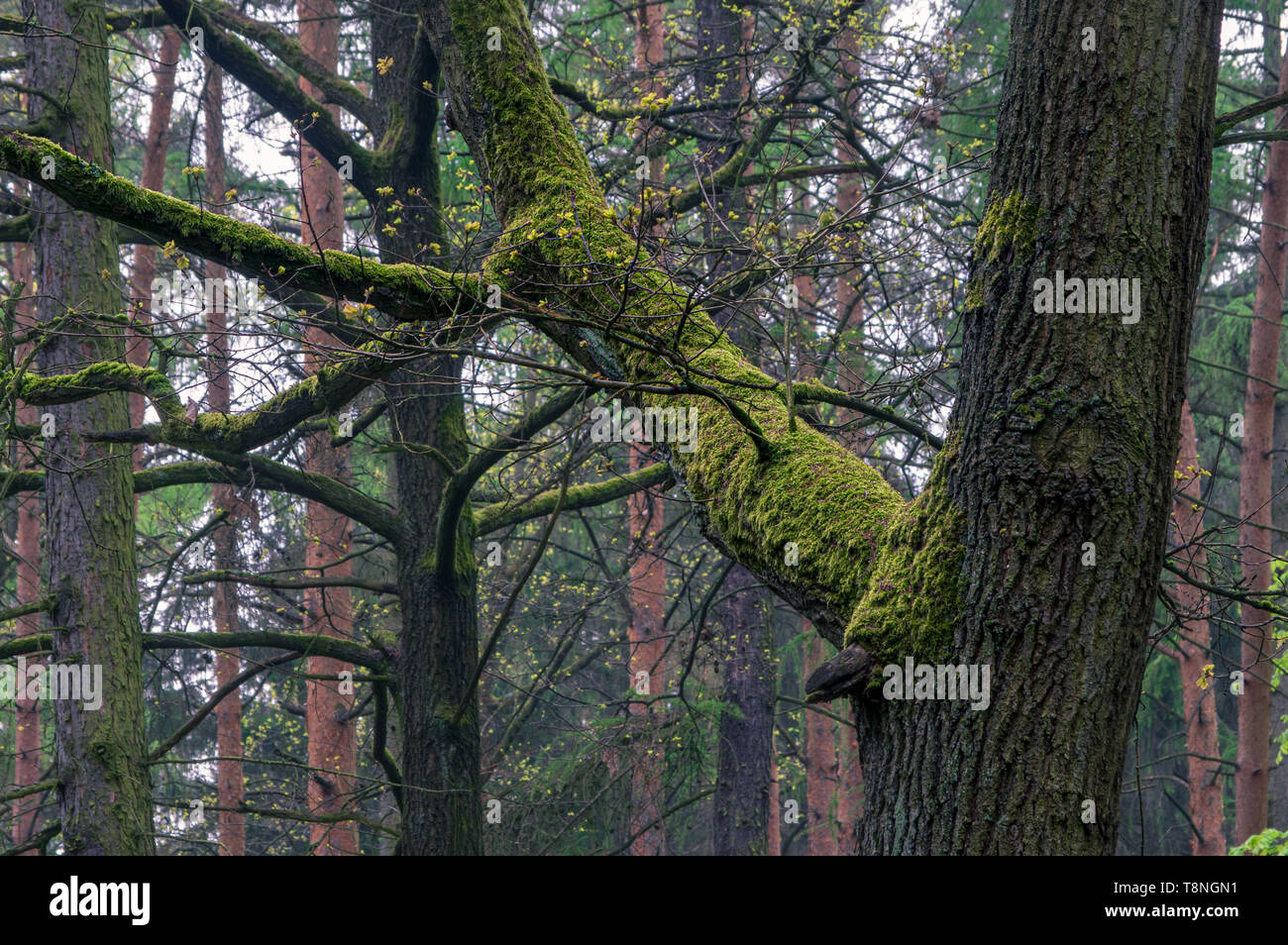 Bemoosten Ast in einem dunklen geheimnisvollen Wald in der Nähe von neundorf mit dem Eigen, Deutschland Stockfoto