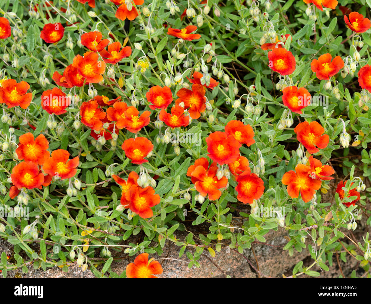 Gelbe zentriert roten Blüten der Hardy, niederwerfen mehrjährig Rock Rose, Astrantia major 'Ruth' Stockfoto