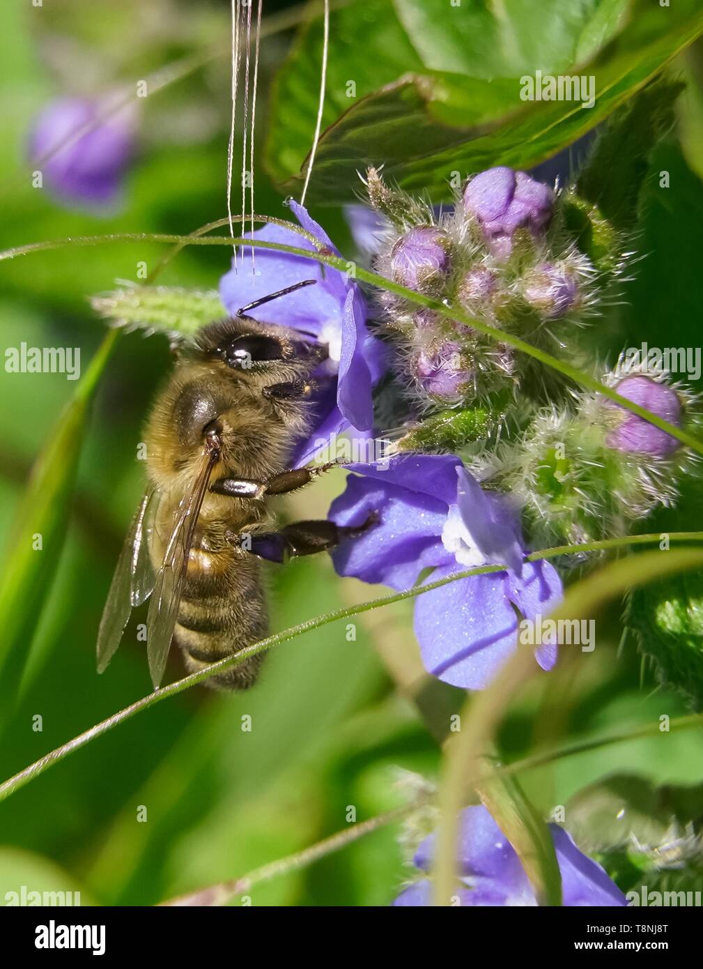 Honigbiene bestäubt eine Blume Nahaufnahme Makro Fotografie Stockfoto