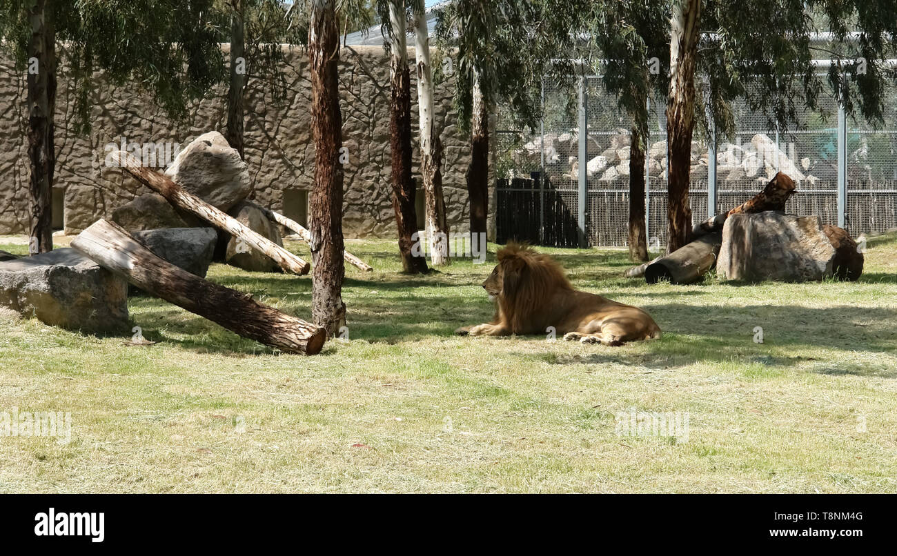 Männliche Löwe liegt, genießen im Schatten der Bäume auf der Wiese in Izmir Zoo. Stockfoto