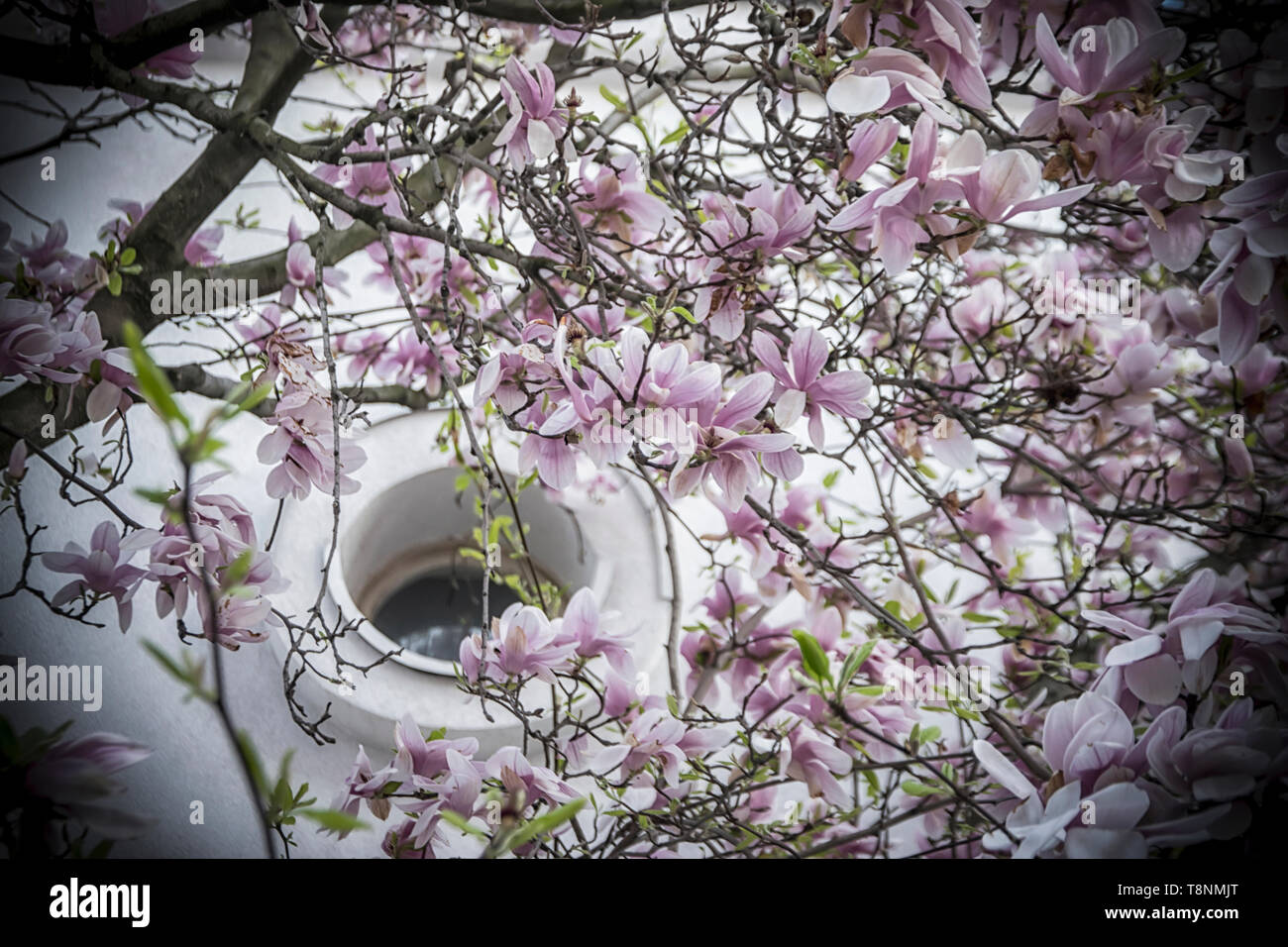 Pink Magnolia Blumen auf dem Baum im Frühjahr Stockfoto