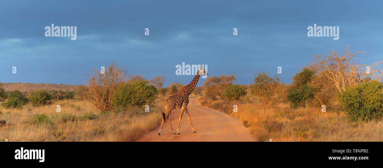 Eine wilde Rotschild Giraffe in Tsavo National Game Reserve Kenia Ostafrika Stockfoto