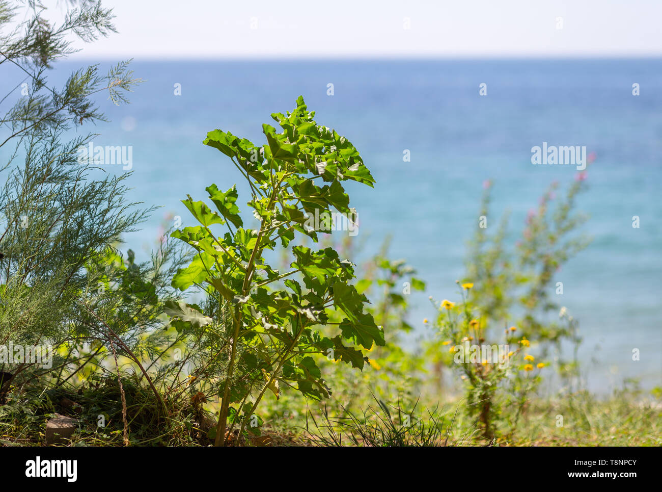 Closeup Gras und Pflanzen gegen Sea Shore Stockfoto