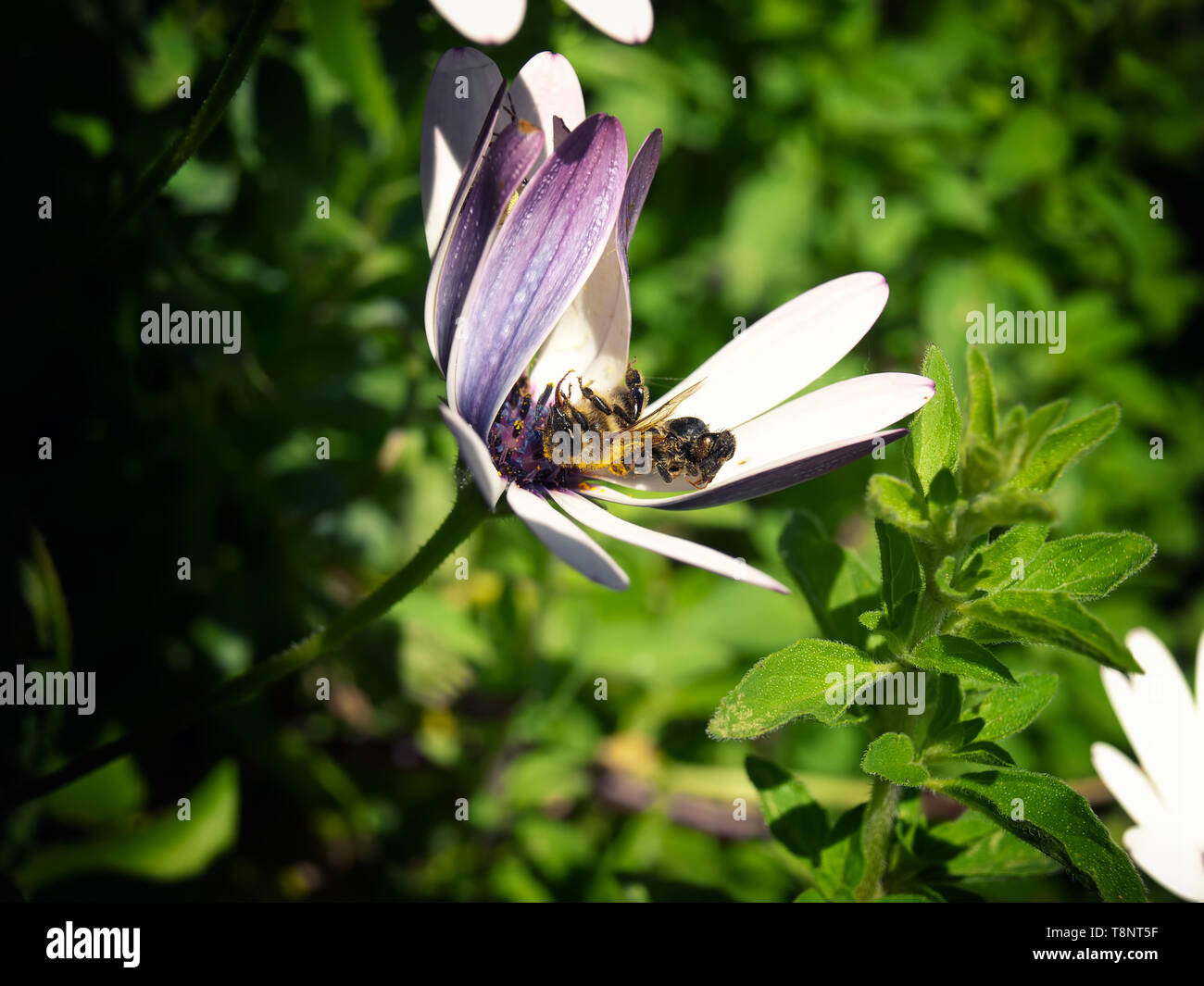 Zwei tote Bienen auf der Blume, wie das Konzept des Problems der Aussterben der Bienen Stockfoto