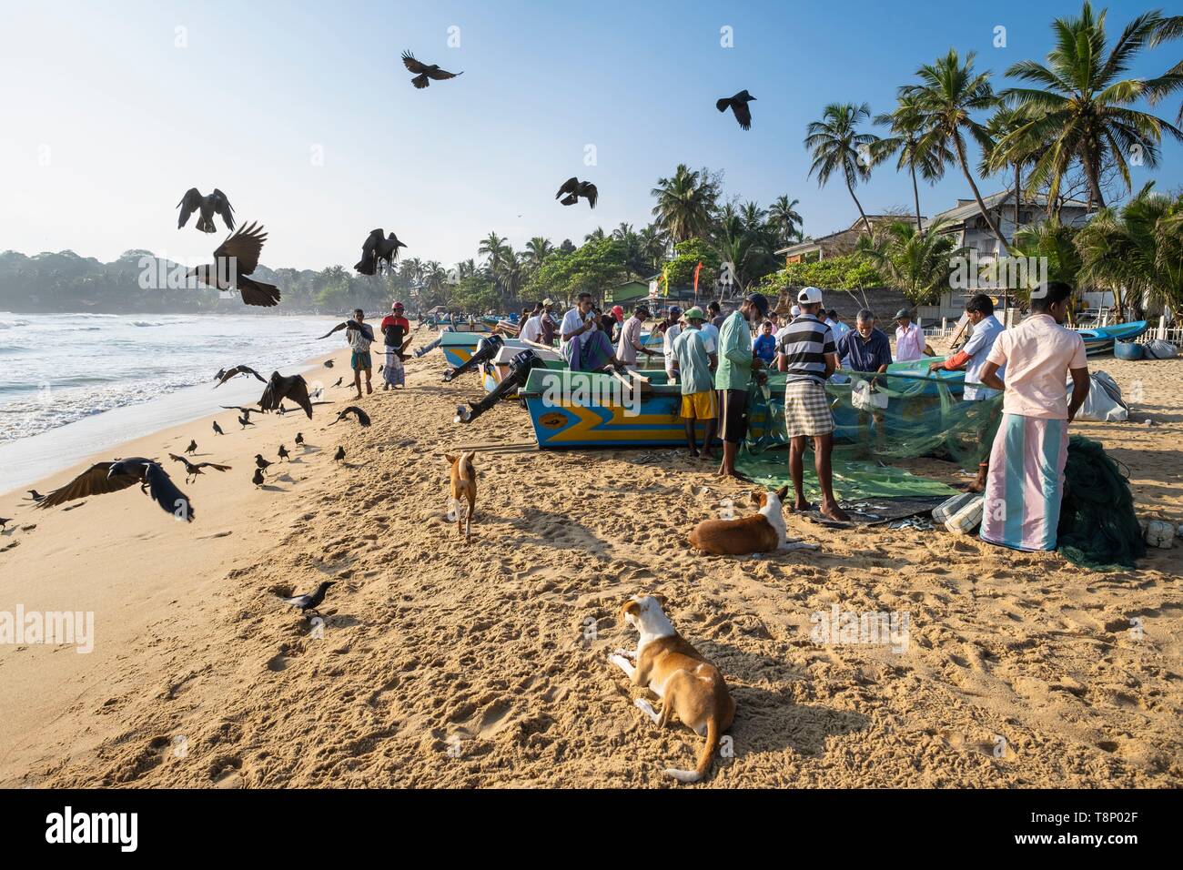 Sri Lanka, östlichen Provinz, Pottuvil, Arugam Bay, Zurück aus der Fischerei Stockfoto