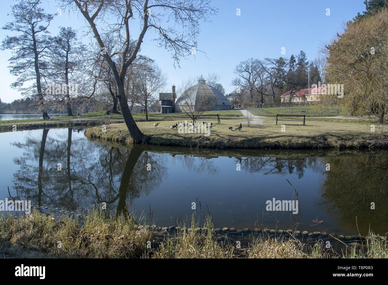 STOCKHOLM, Schweden, 20. April 2019: Wasser Reflexionen Gänse und Gewächshaus an Bergianska Gärten an einem sonnigen Tag am 20. April 2019 in Stockholm, Schweden Stockfoto