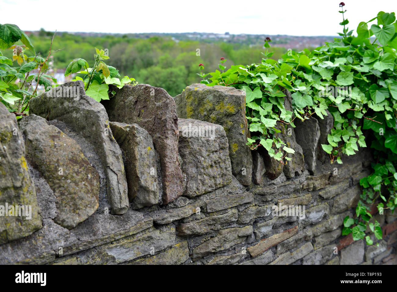 Britische Steinmauer mit traditionellen toppers capping Steine mit Efeu wächst über einen Teil Stockfoto