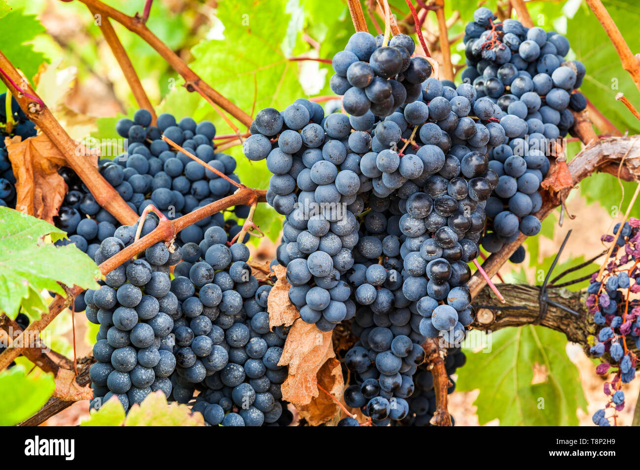 Trauben von reifen Trauben am Weinstock in Portugal Stockfoto