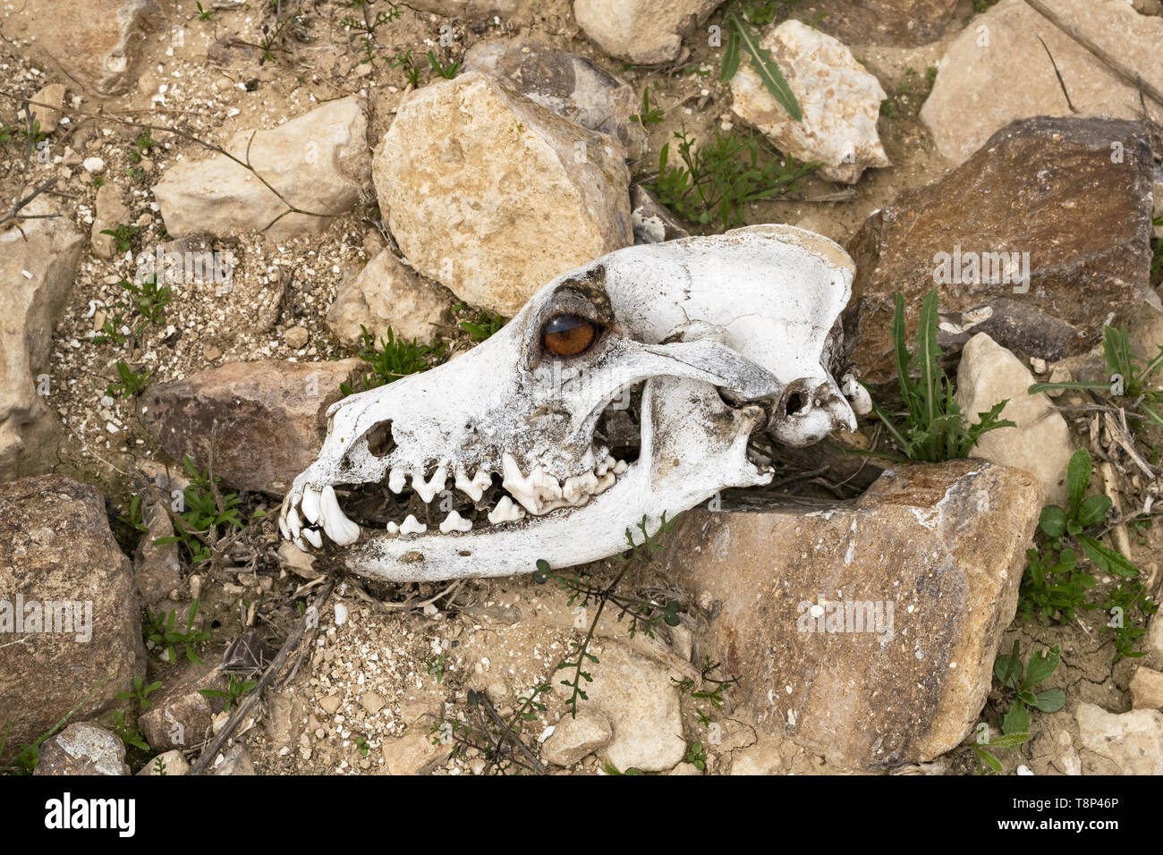 Spooky sonderbar Composite eines toten Hundes Schädel im Profil mit dem Auge der ein lebendiger Hund in der Bahnebene, Buchse Stockfoto
