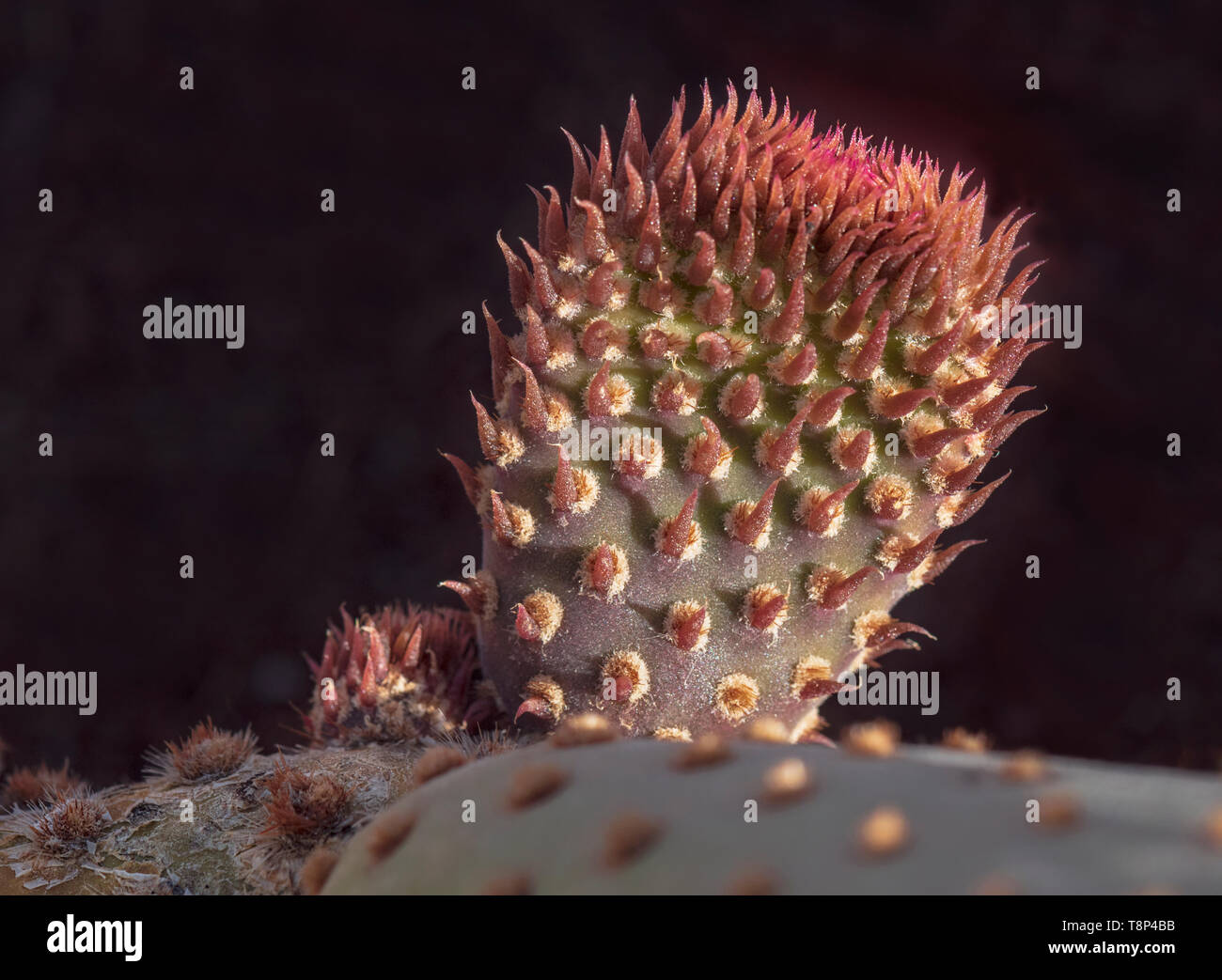 Makro einer neuen, aufstrebenden Branche auf einem Kalifornien beavertail Cactus Pad mit den winzigen roten Blätter auf einem schwarzen Hintergrund Stockfoto