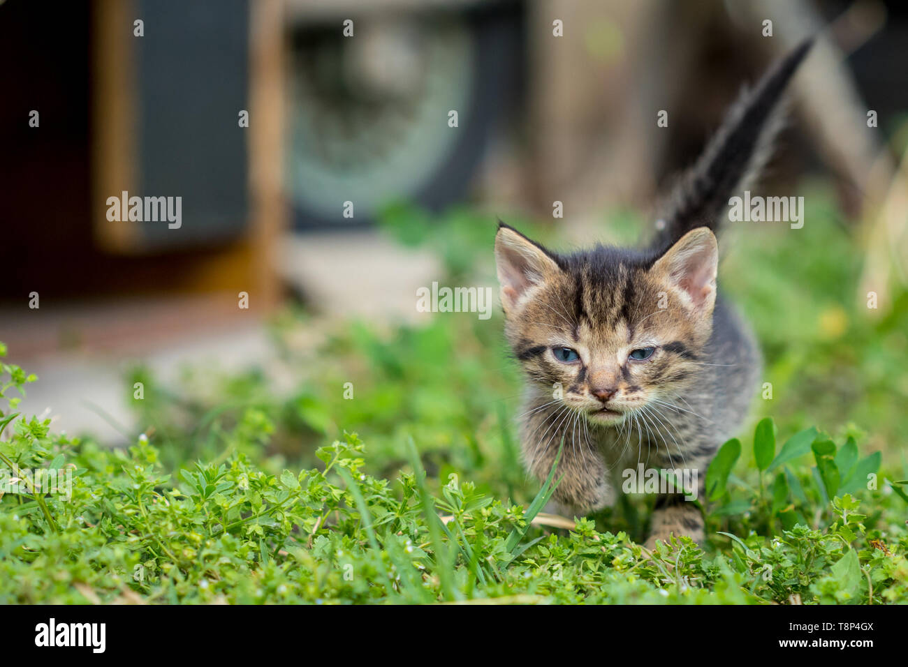 Das kleine Kätzchen ist zu Fuß durch die begrünten Hof. Stockfoto