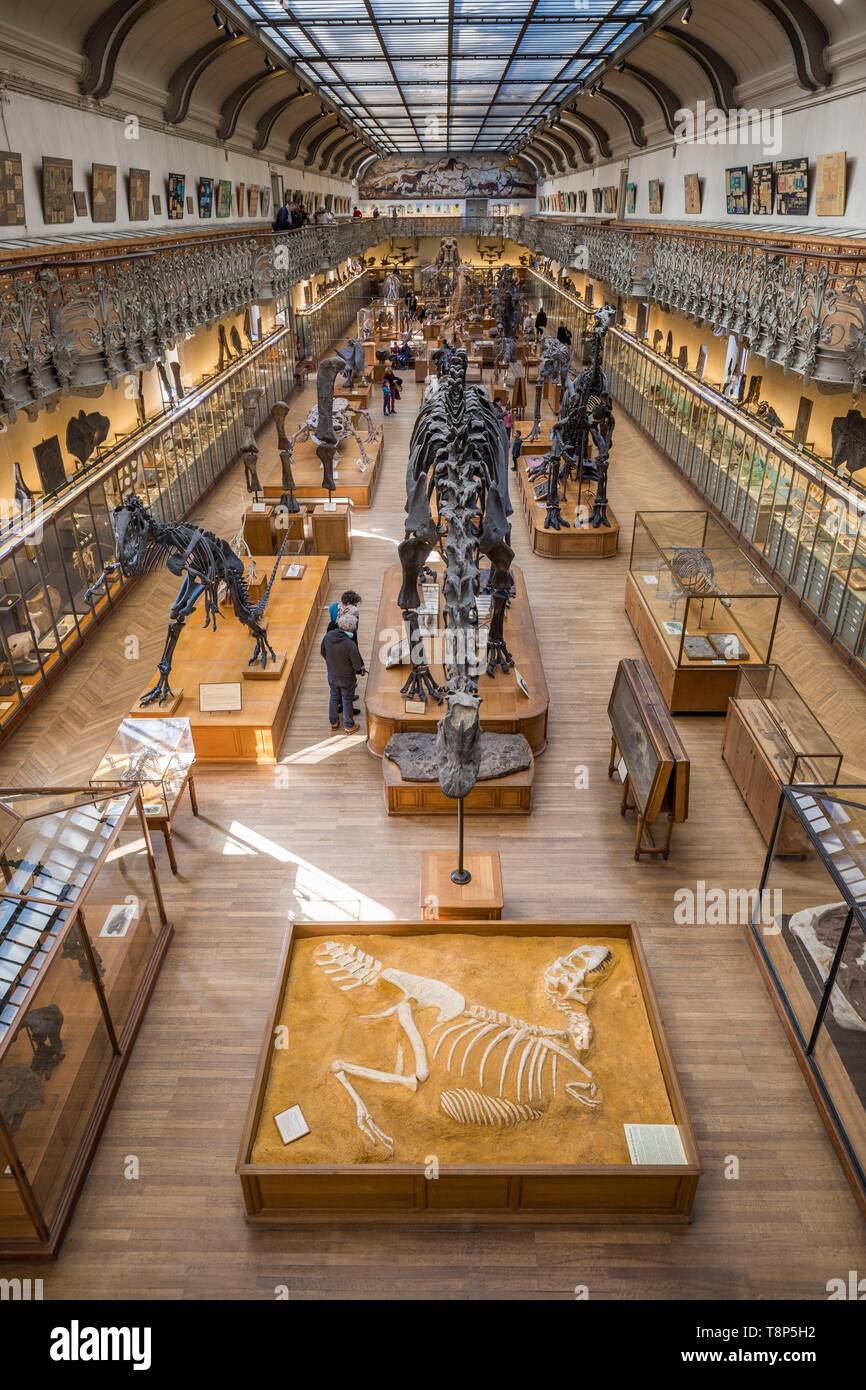 Frankreich, Paris, Jardin des Plantes, National Museum of Natural History, Galerien der Paläontologie und vergleichende Anatomie, versteinerte Skelett der Tarbosaurus Bataar gewohnt, Diplodocus und carnegii Allosaurus fragilis Stockfoto