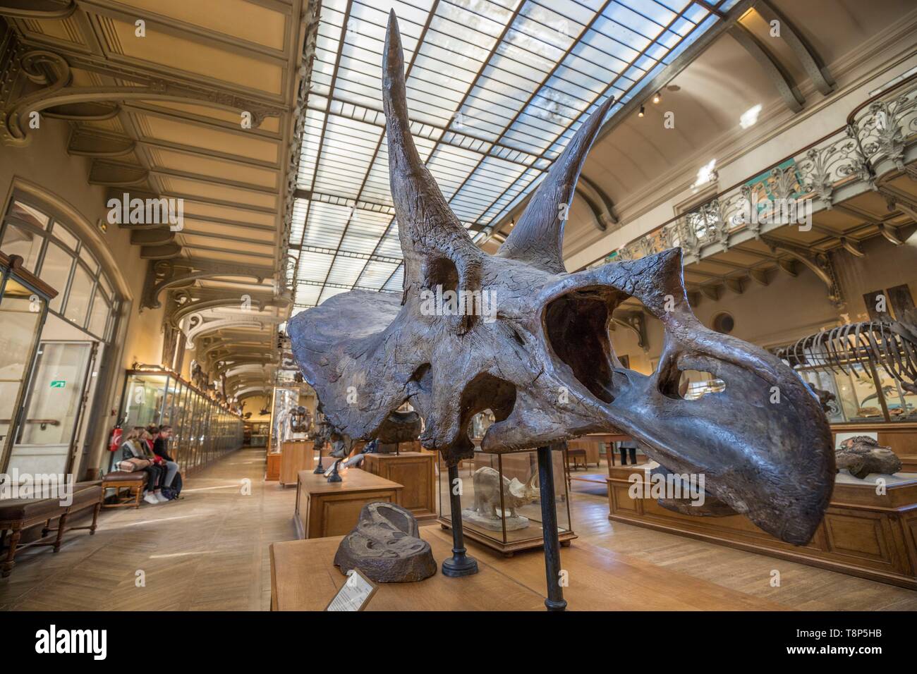 Frankreich, Paris, Jardin des Plantes, National Museum of Natural History, Galerien der Paläontologie und vergleichende Anatomie, Leiter der TRICERATOPS horridus Stockfoto