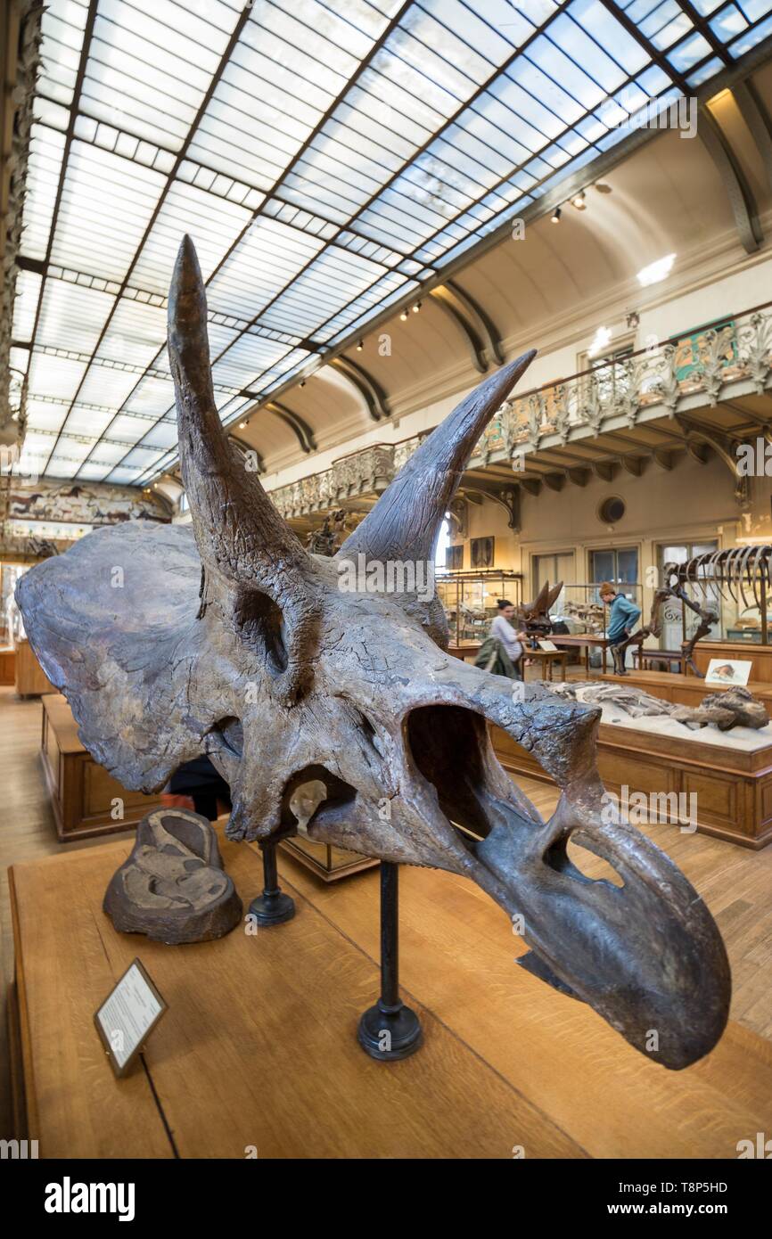 Frankreich, Paris, Jardin des Plantes, National Museum of Natural History, Galerien der Paläontologie und vergleichende Anatomie, Leiter der TRICERATOPS horridus Stockfoto