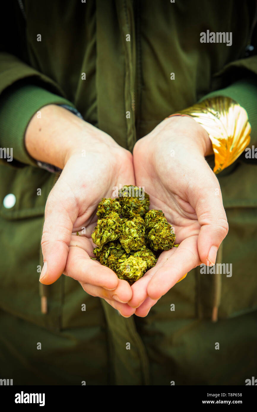 Mädchen Hände, die Marihuana Blumen Stockfoto