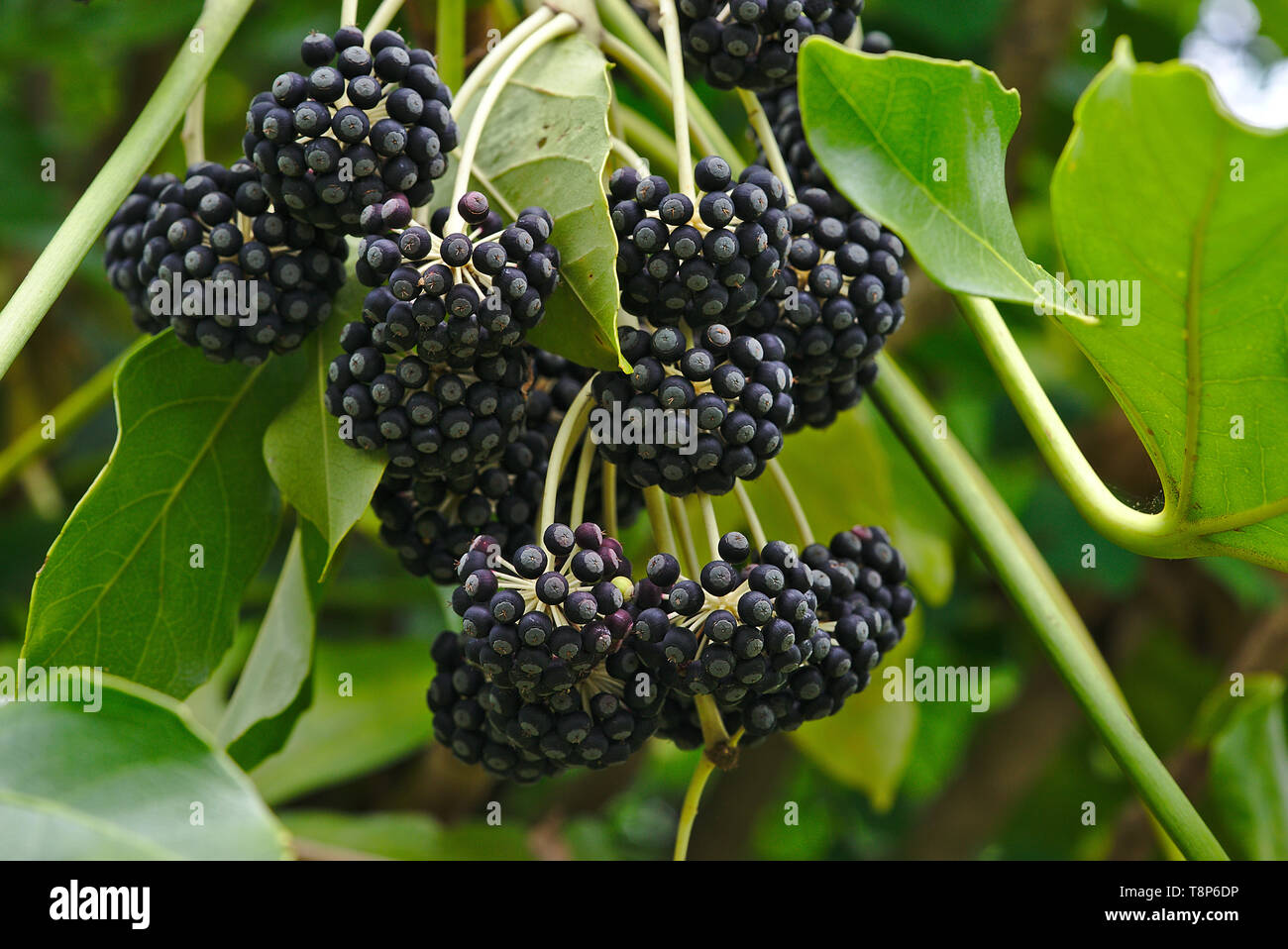 Aralia Obst aus Japan oder Fatsi (Fatsia Japonica) Stockfoto