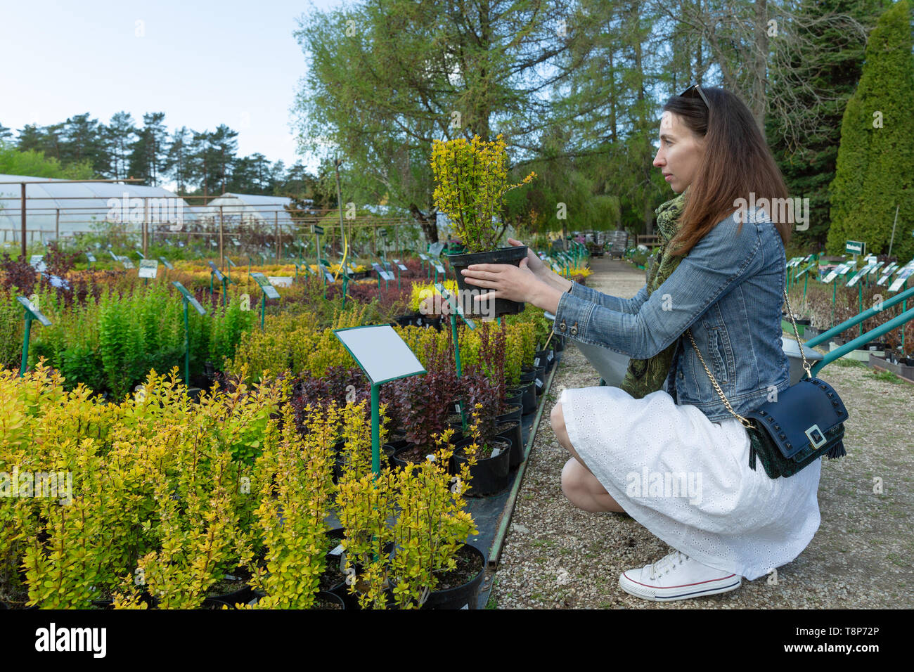 Frau Wahl Nadel-Baum am Outdoor-Gärtnerei Stockfoto