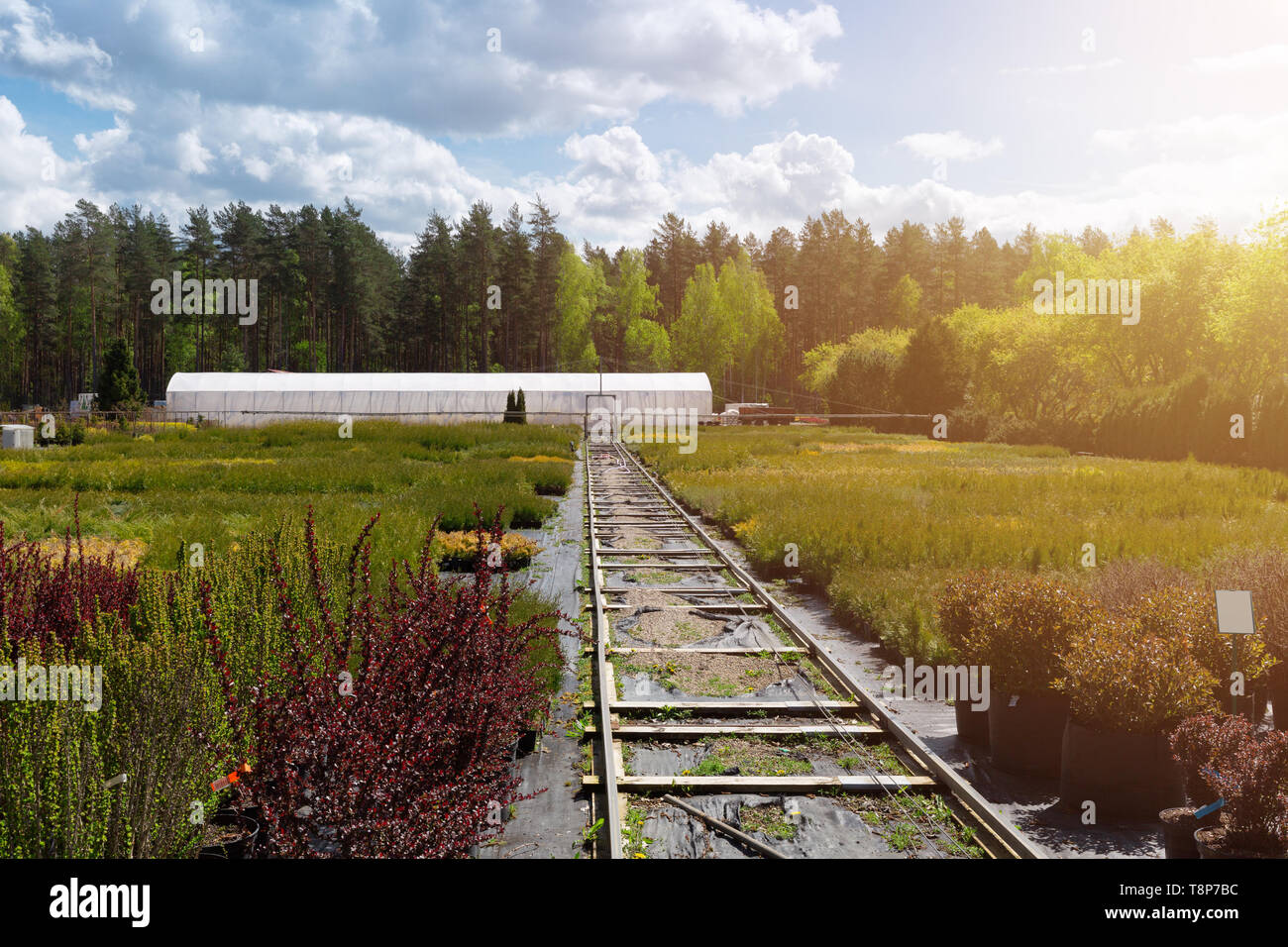 Reihen von Nadelbäumen in Baum pflanzen Gärtnerei Stockfoto