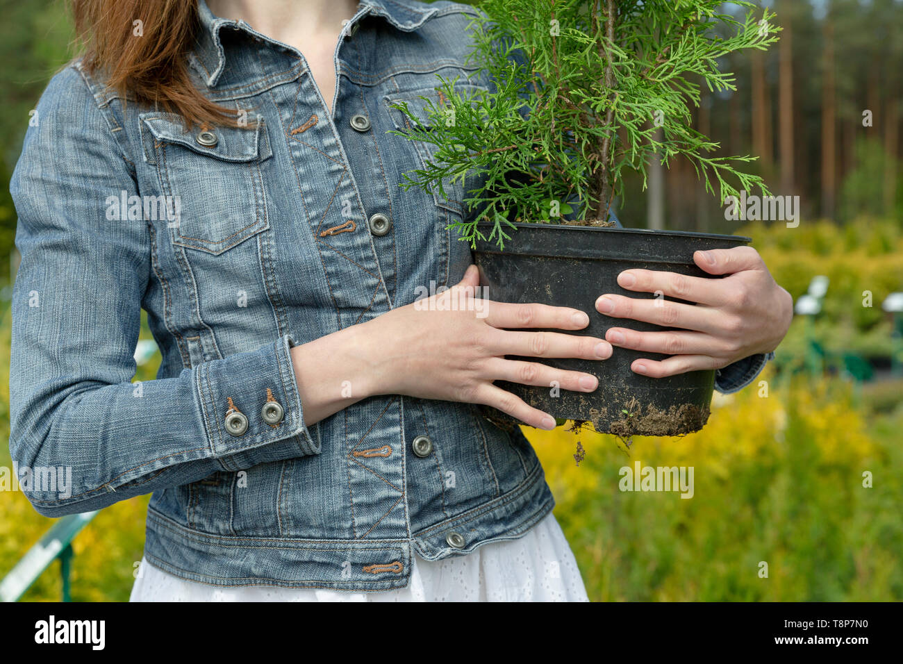 Frau Wahl Nadel-Baum am Outdoor-Gärtnerei Stockfoto