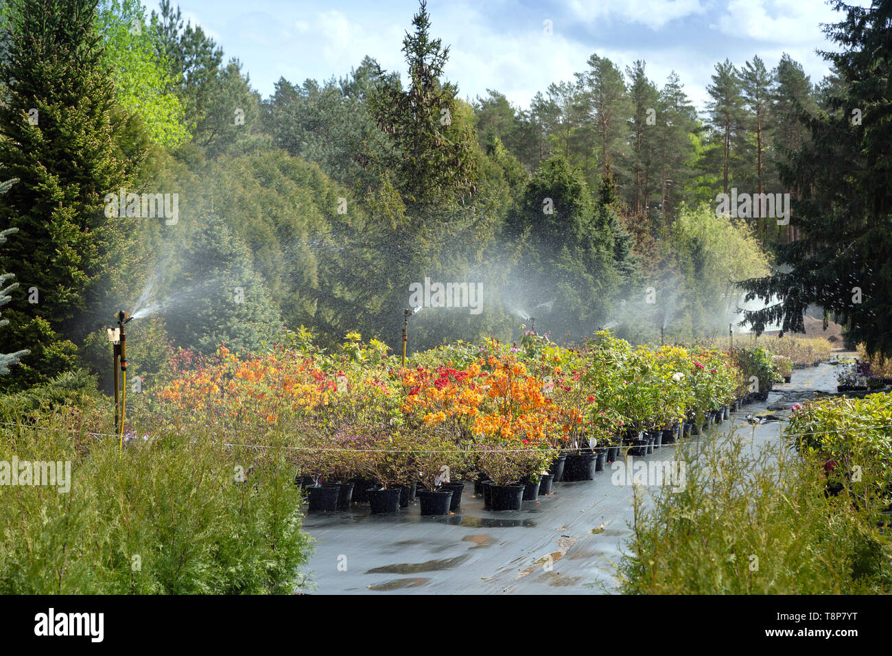 Sprinklersystem arbeiten an einer Gärtnerei Plantage. Bewässerung Stockfoto