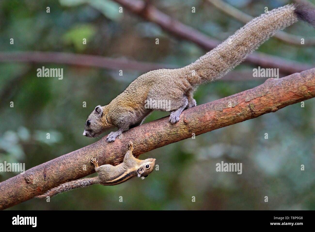 Himalayan gestreiften Eichhörnchen (Tamiops mcclellandii) mit Grau-bellied Eichhörnchen (Callosciurus caniceps) gemeinsam auf einem Zweig neben einander auf dem Kopf, Kaeng Krachan Nationalpark, Thailand | Verwendung weltweit Stockfoto