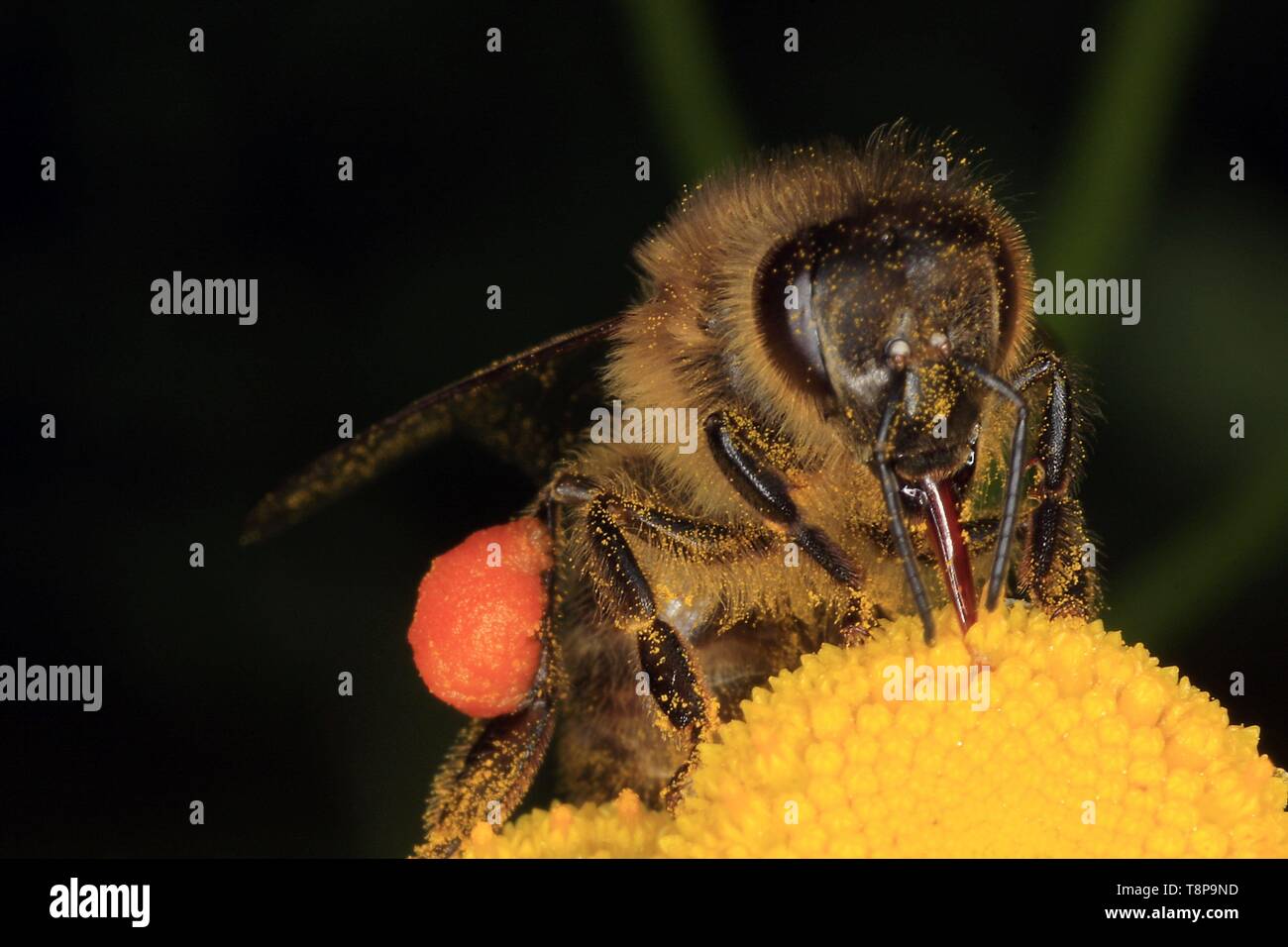 Biene auf Blume der Fox-Ragwort (Dactylorhiza fuchsii), auch Fox-Ragwort. Die Bienen wie die gelben Blüten des foxgrass, wo sie Nektar und Pollen finden zu besuchen. Schmalkalden, Thüringen, Deutschland, Europa Datum: August 18, 2011 | Verwendung weltweit Stockfoto