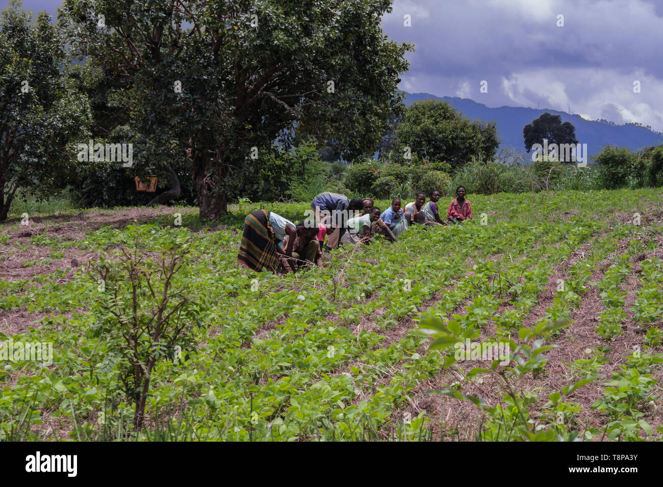 Malawische Männer und Frauen arbeiten in einem Feld Jäten von Hand Reihen von Soja Mulch ist offensichtlich das Unkraut zu unterdrücken Stockfoto