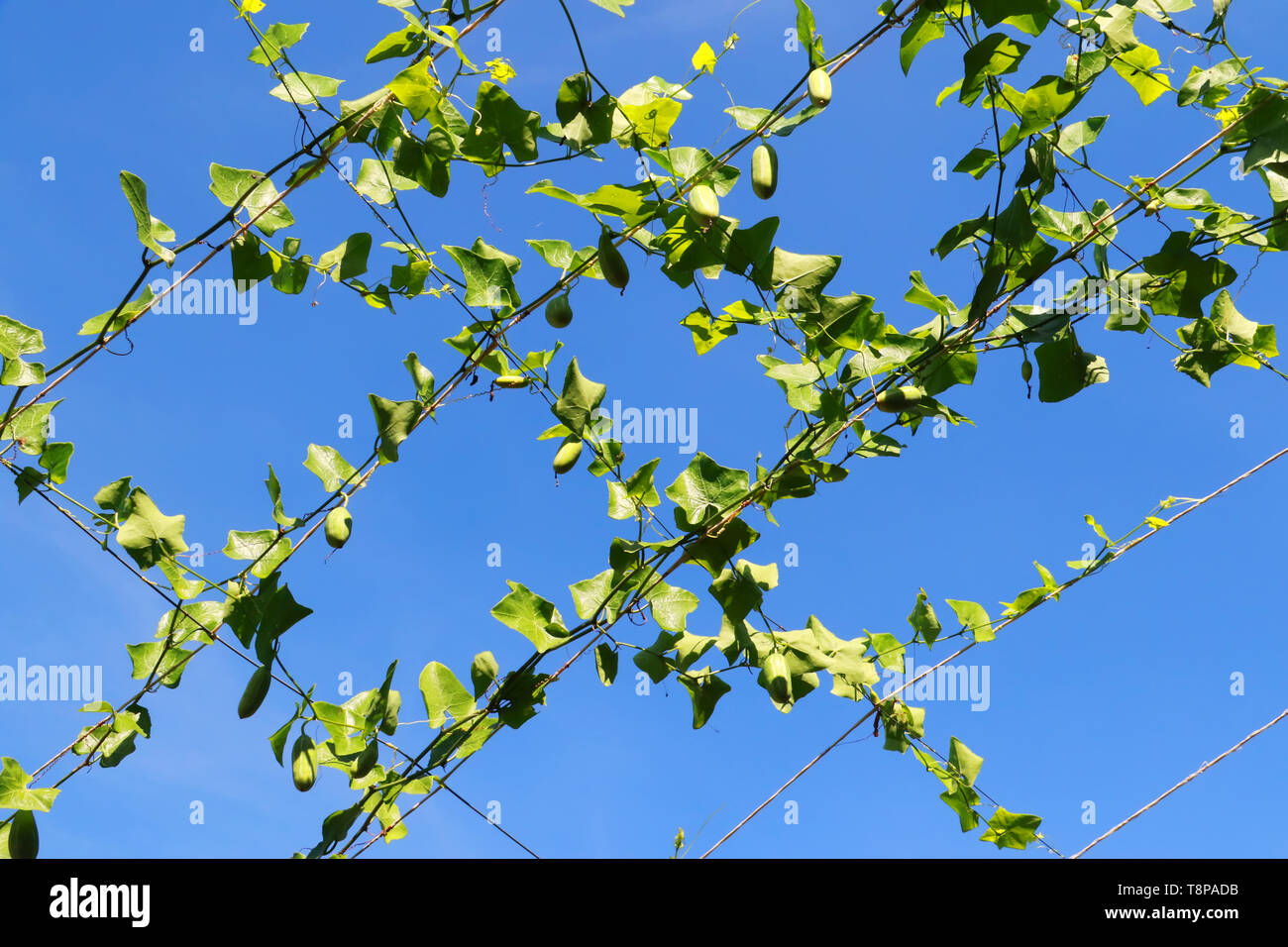 Die Gurke und grüne Blätter hängen Reben mit blauer Himmel, Gemüse, Kräuter Stockfoto