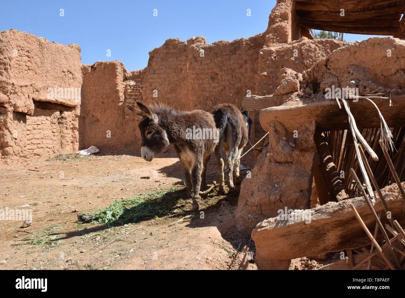 Alten Schlamm Häuser in der "Roten Dorf" am 30.03.2019 in der Oasenstadt El Kantara - Algerien. | Verwendung weltweit Stockfoto
