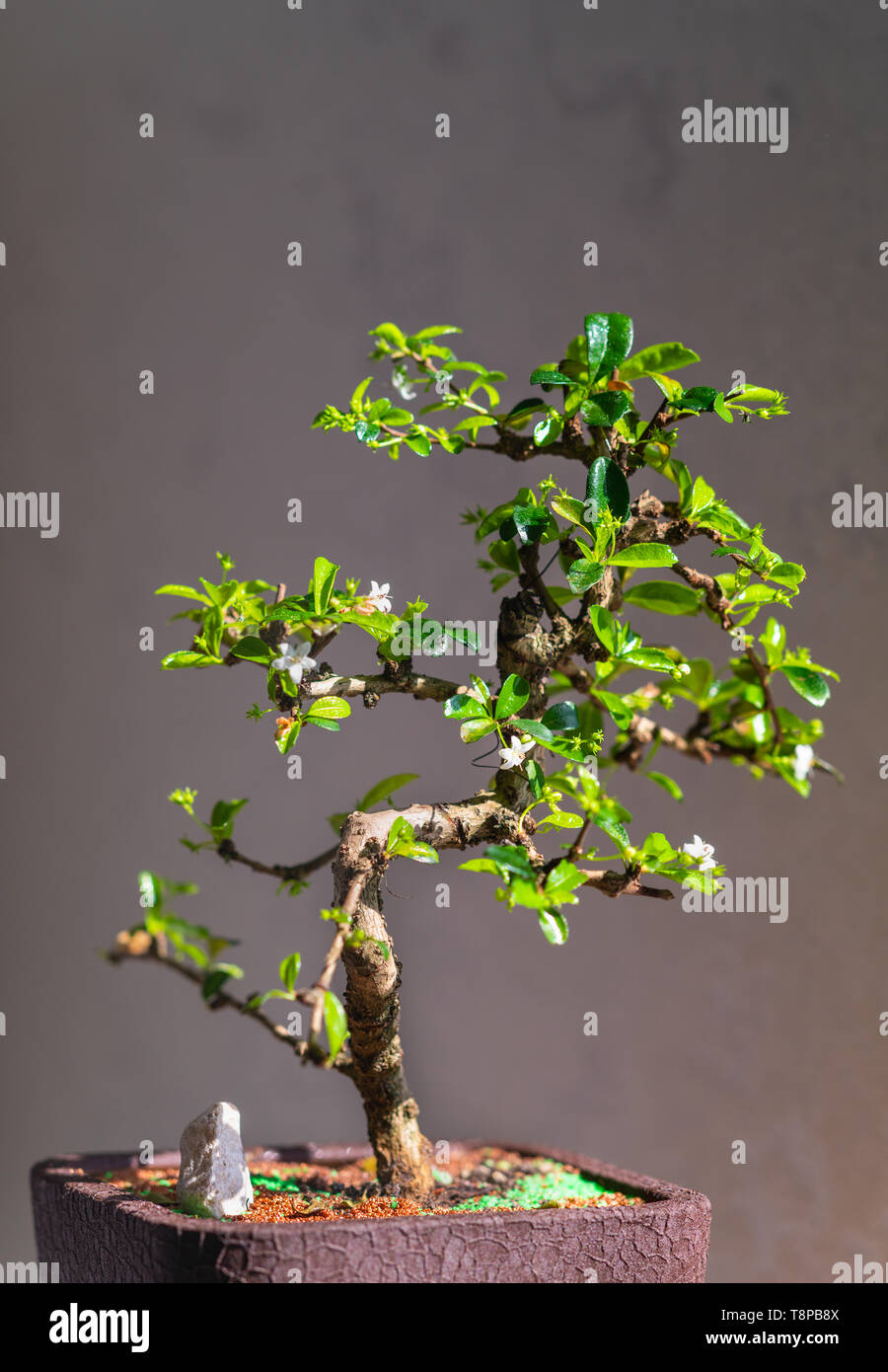 Kleine Bonsai Baum mit knorrigen sten und frische grne Bltter in einem  Blumentopf gegen einen dunklen grauen Hintergrund wachsenden  Stockfotografie - Alamy