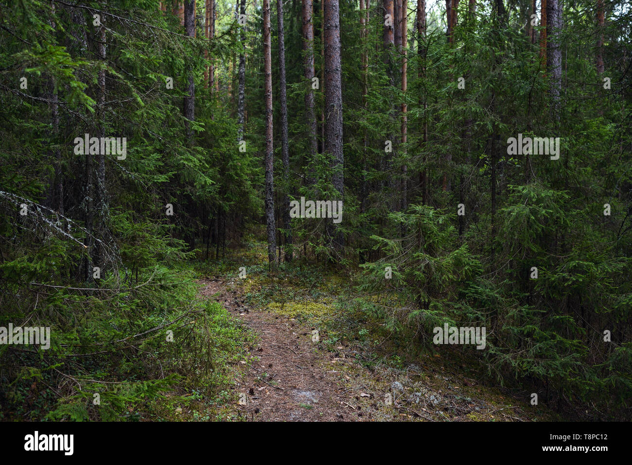 Landschaft. Nördliche Nadelwald in Mitte Frühling. Stockfoto