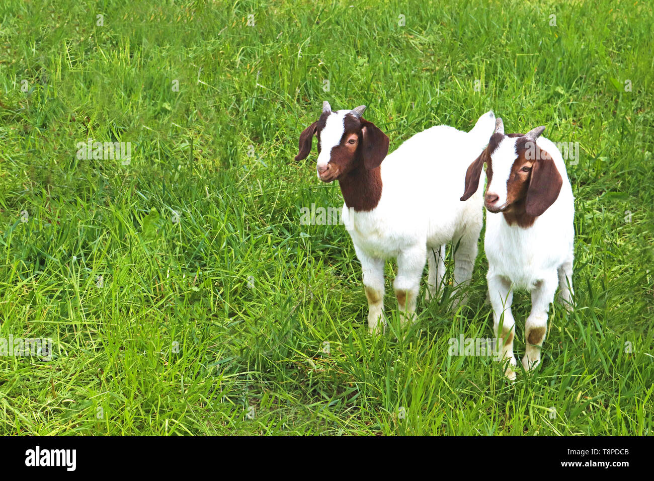 Zwei Boer kid Ziegen Seite an Seite auf einer grünen Weide Stockfoto