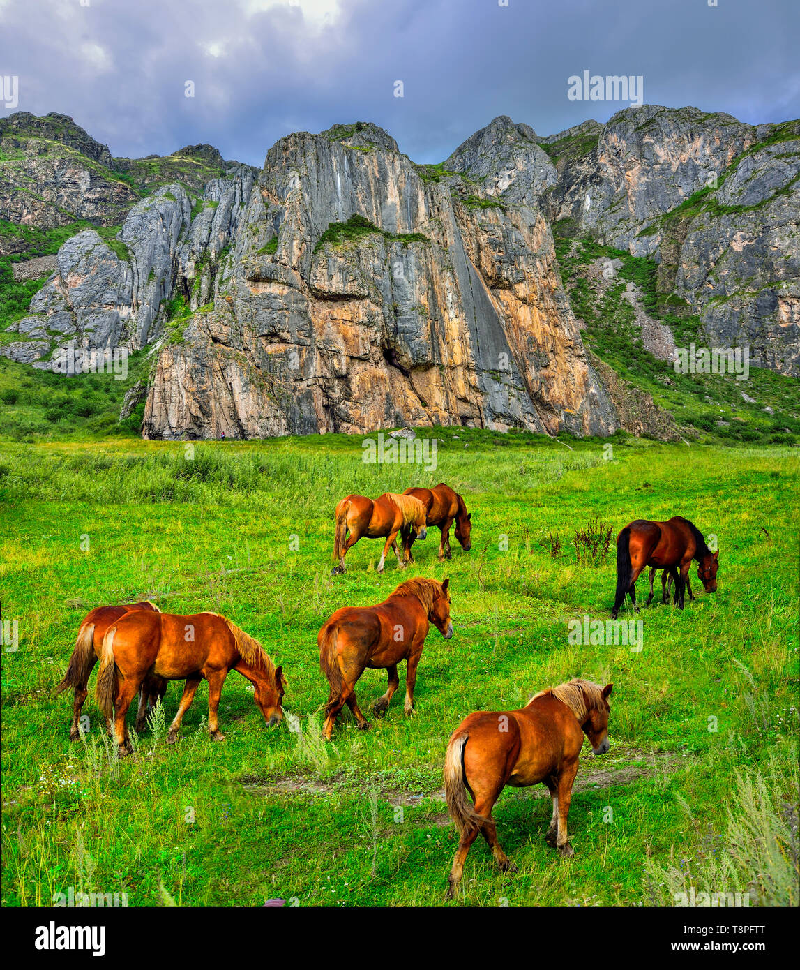 Herde von Braun Pferde grasen in Mountain Valley in der Nähe von steilen Klippen von alten, verwitterten Kalkstein in Altai Gebirge, Russland - Sommer bewölkt Landschaft. Werden Stockfoto