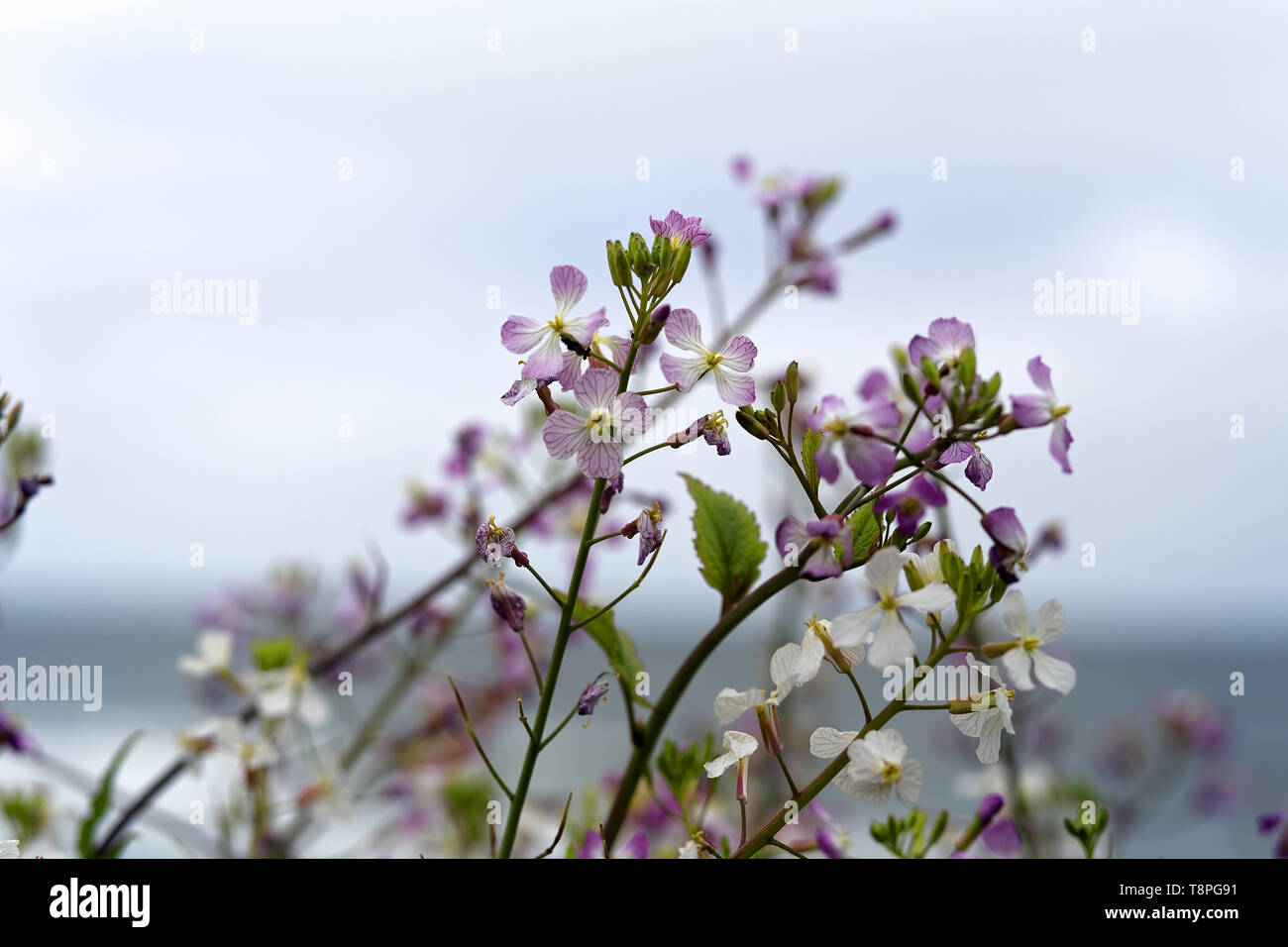 Zarte Lavendel und Weiße Wildblumen wachsen auf einem Küstenpfad mit Blick auf das Meer im Hintergrund, an den Rockaway Beach, Pacifica, Kalifornien Stockfoto