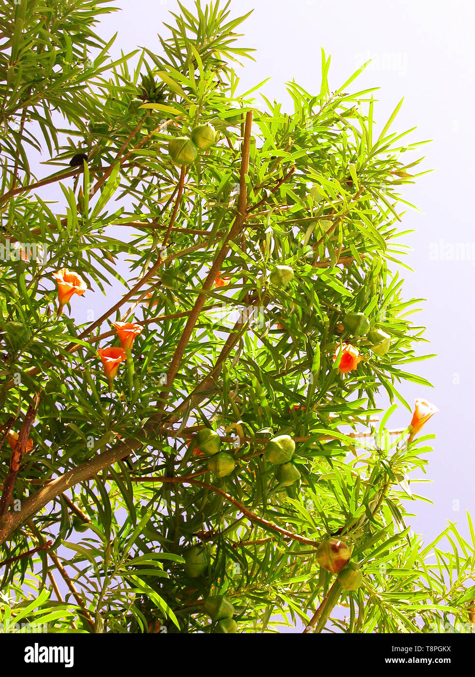 Thevetia rubro, aka T. neriifolia, oder gelben Oleander, die Blume und unreife Früchte Stockfoto